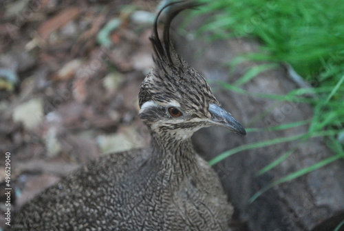 Elegant crested tinamou in the zoo photo