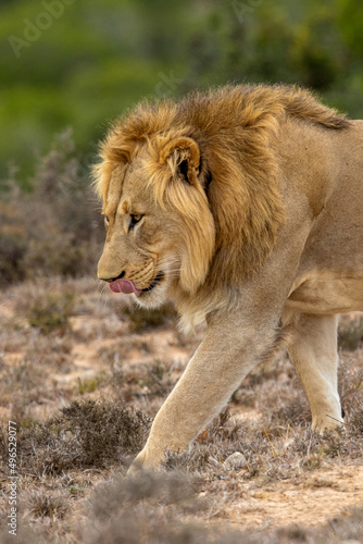Male lion  Addo Elephant National Park