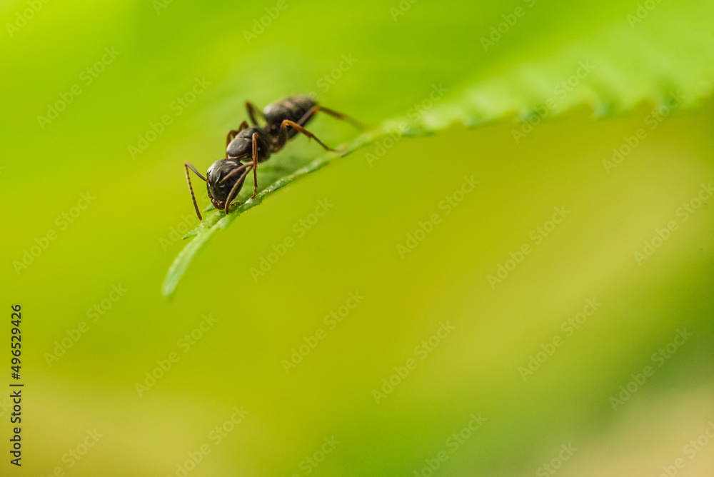 Ant on the leaf Negro ant (formica fusca) Ant on the leaf Negro ant (formica fusca)