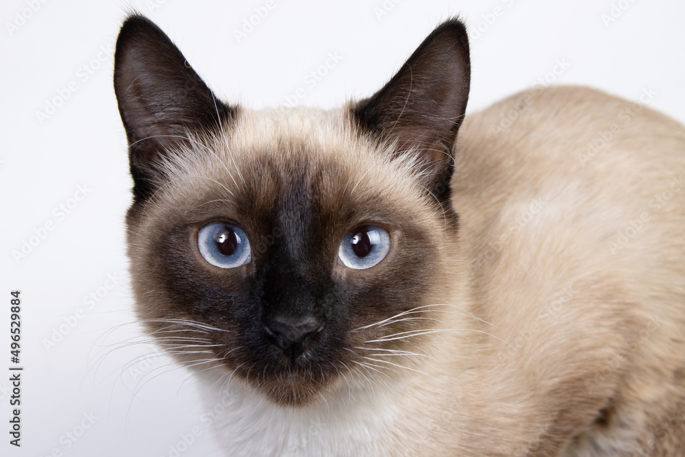portrait of thai cat known as a traditional siamese cat