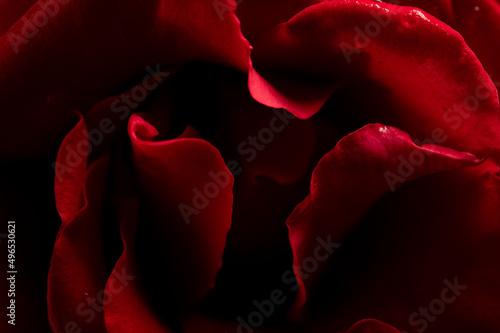 A macro photograph close up of the red petals of a scarlet red rose  with beautiful shading and patterns