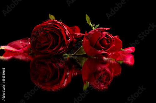 Red roses on a black reflective surface taken at a low angle. Great for Love, anniversaries, wedding, valentines. 