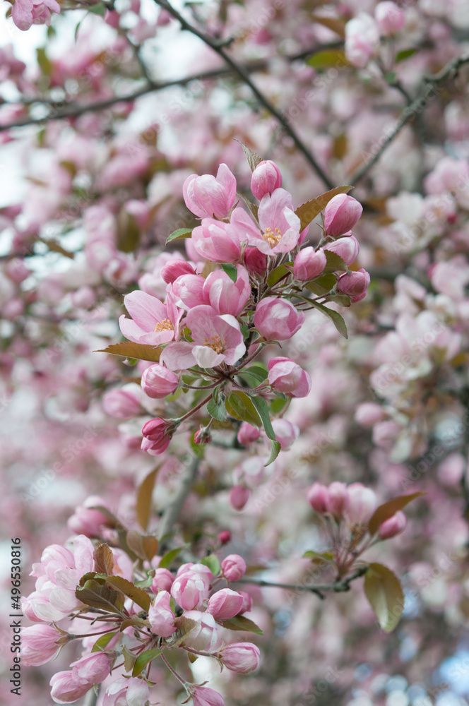 Fototapeta premium pink crab apple blossoms in spring