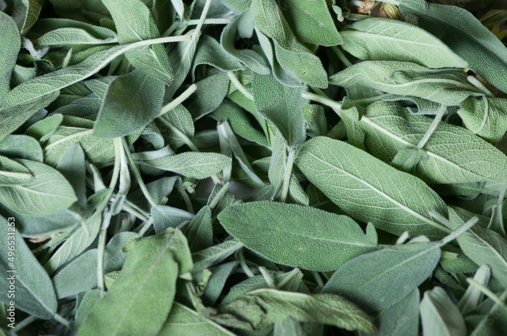 Fototapeta close up of green sage leaves (drying)
