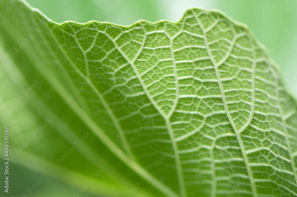 green leaf macro (or verso of a fig leaf up close) green leaf macro (or verso of a fig leaf up close)