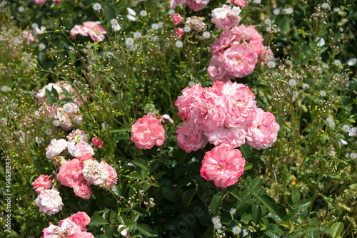 old pink roses in the sun