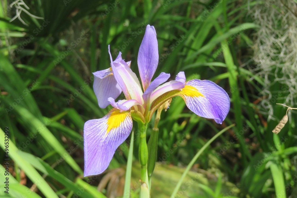 Beautiful purple iris flower in Florida nature, closeup Beautiful purple iris flower in Florida nature, closeup