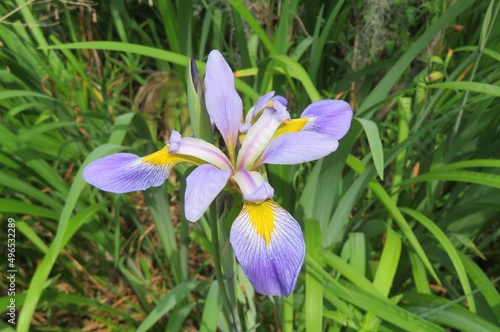 Beautiful purple iris flower in Florida nature, closeup photo