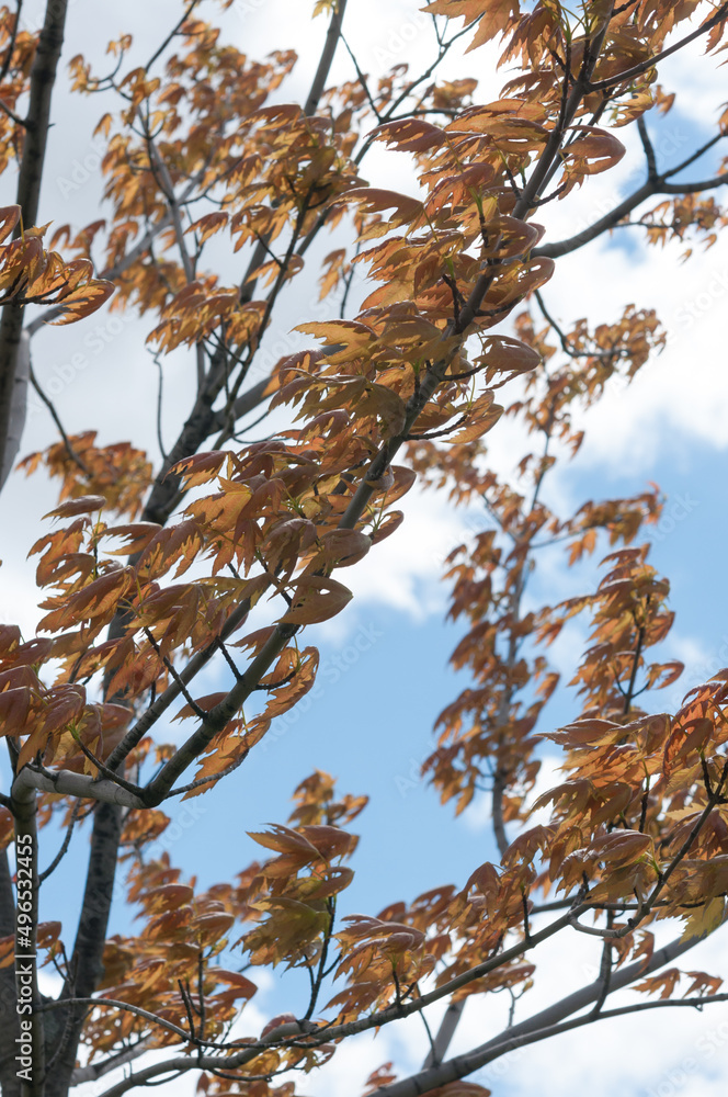 young maple leaves on braches on a blue sky young maple leaves on braches on a blue sky