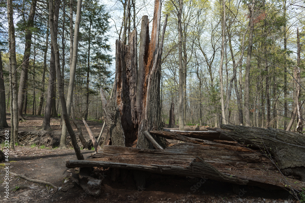 trees and old trunks in a wooded area by the river trees and old trunks in a wooded area by the river