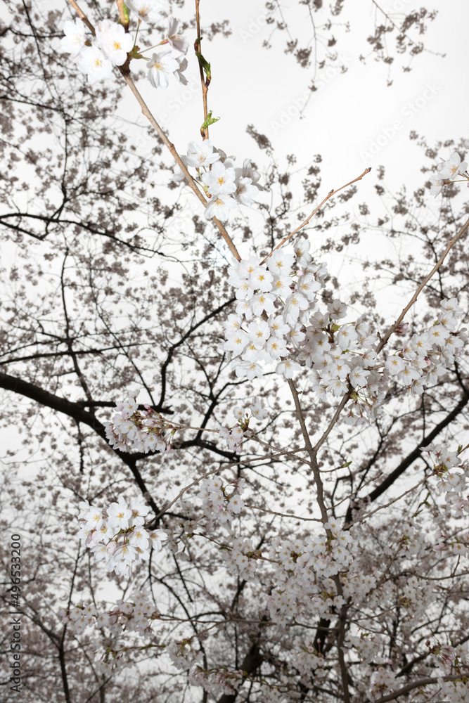 small white tree blossoms photographed from below with artificial light small white tree blossoms photographed from below with artificial light