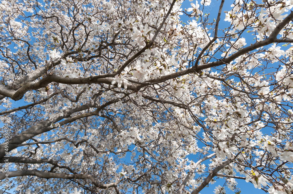 Magnolia stellata blossoms on a blue sky in spring Magnolia stellata blossoms on a blue sky in spring