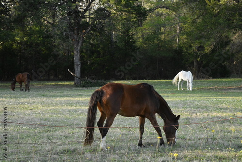 Three horses grazing in a Texas pasture