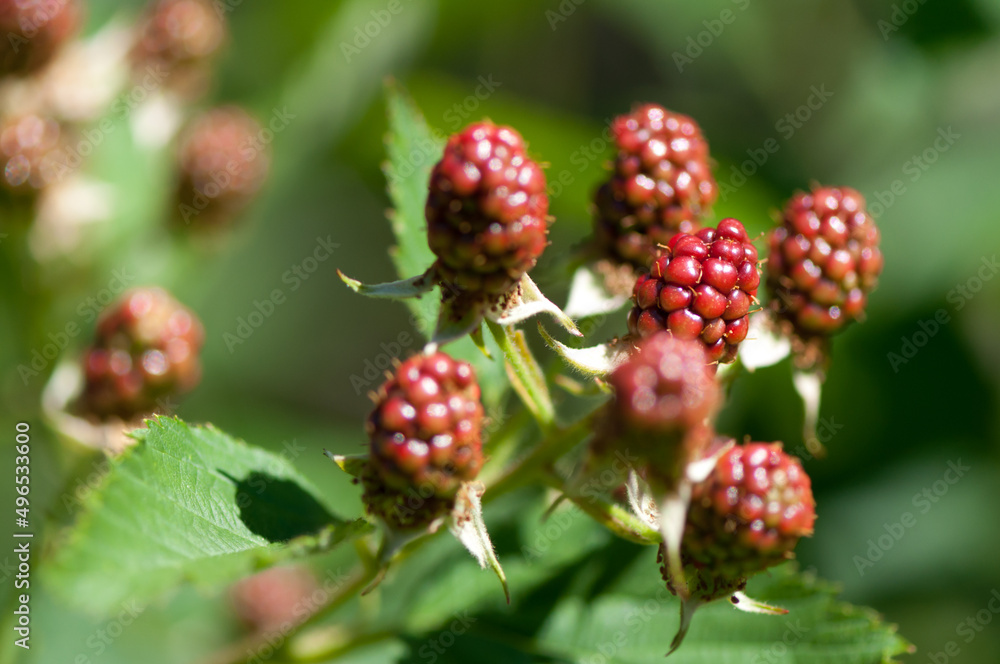 Rubus fruticosus or unripe blackberry in the garden Rubus fruticosus or unripe blackberry in the garden
