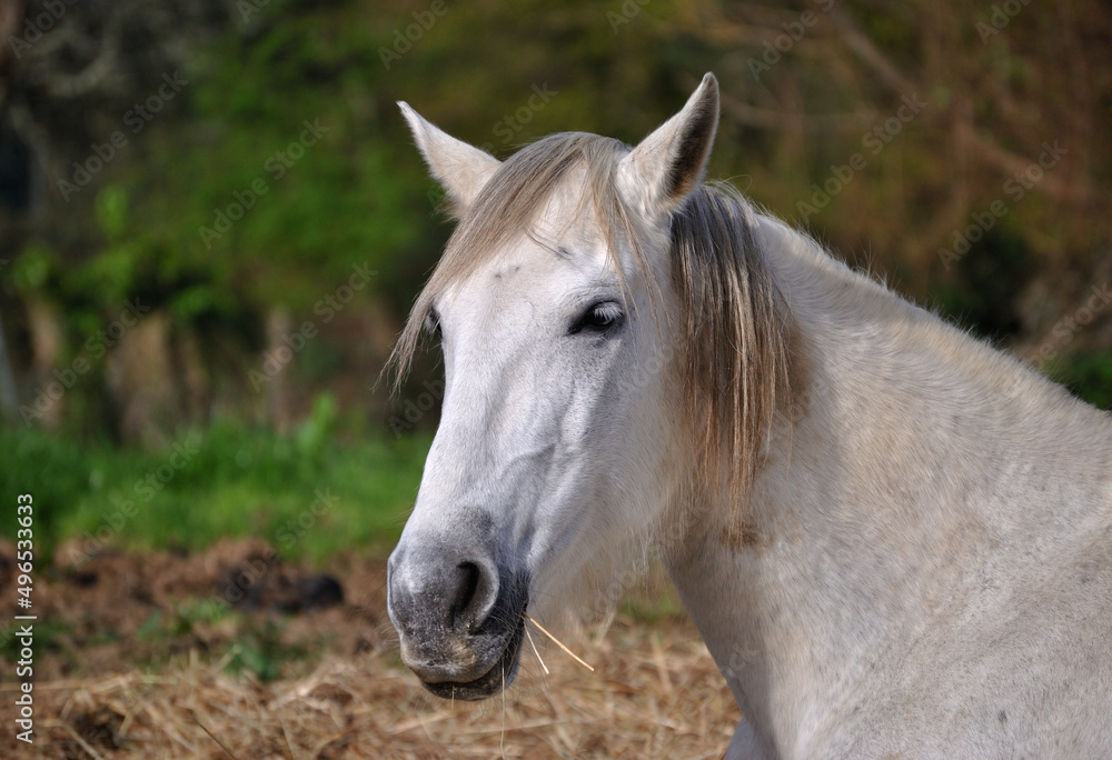 Cavalo branco a comer palha num descampado Cavalo branco a comer palha num descampado