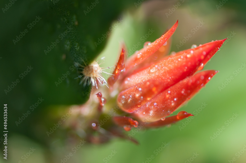 epiphytic cactus blossom with rain drops epiphytic cactus blossom with rain drops