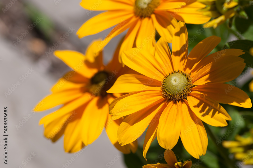 rudbeckia hirta with green centers close up rudbeckia hirta with green centers close up