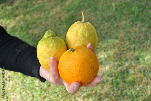 Mão de uma mulher a segurar 3 frutos, citrinos, dois limões e uma laranja  photo