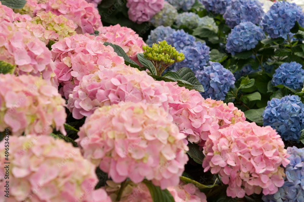 hydrangea flower bud surrounded by large blooms in pink and blue hydrangea flower bud surrounded by large blooms in pink and blue