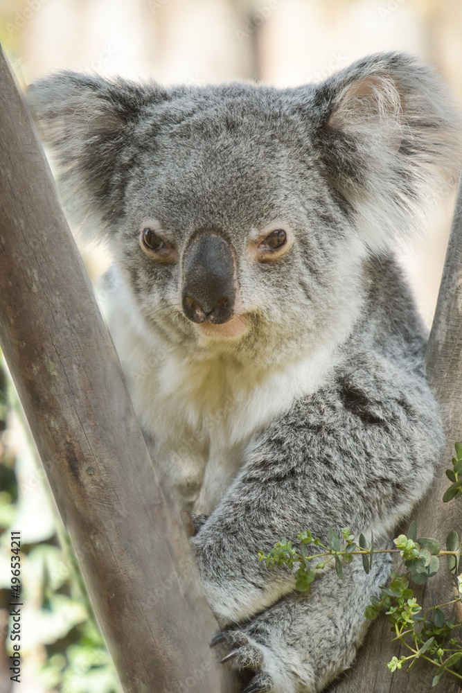 Naklejka premium view of koala in a park