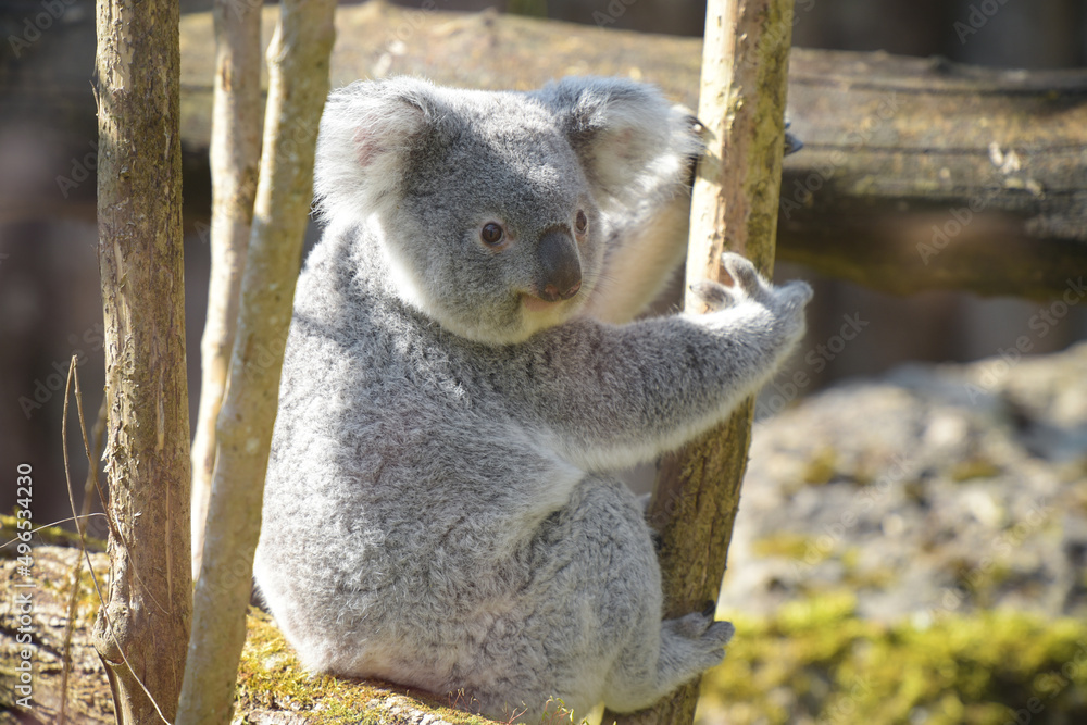 Obraz premium view of koala in a park
