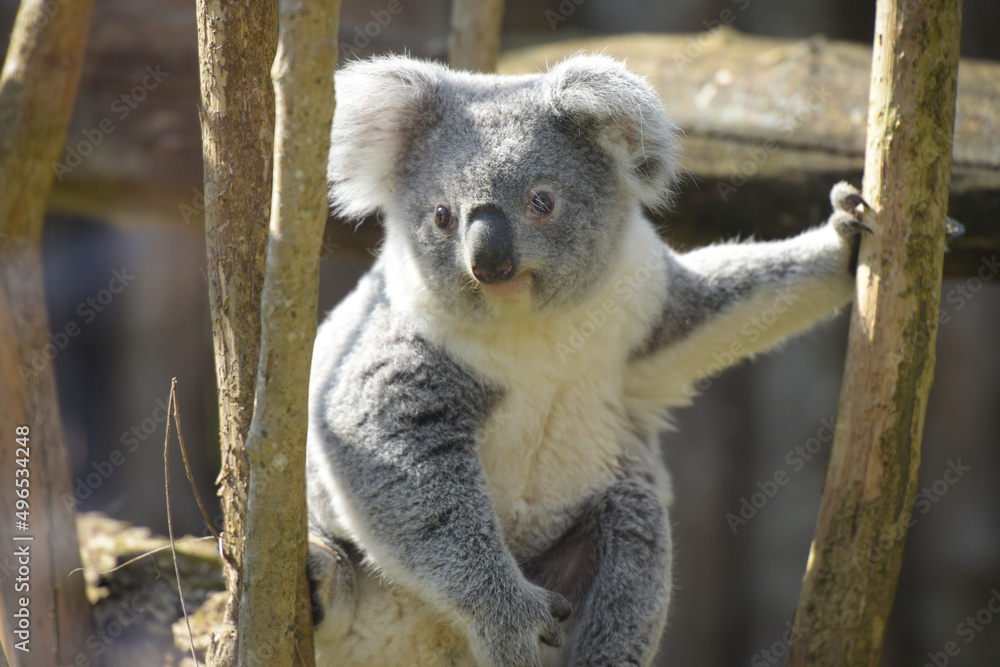 Fototapeta premium view of koala in a park