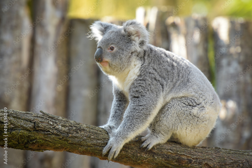 view of koala in a park