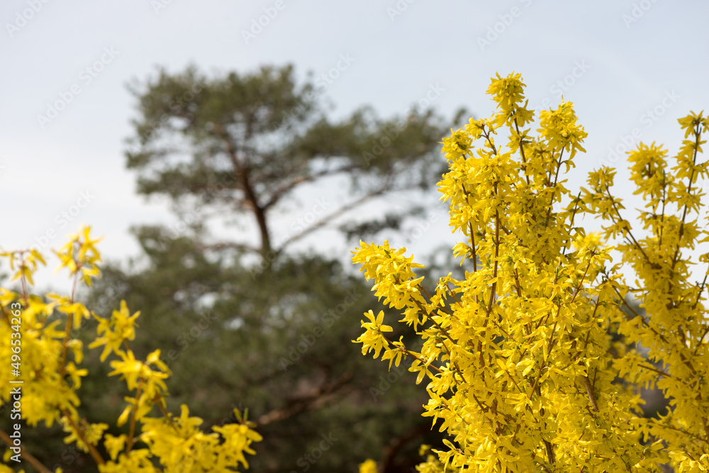 forsythia shrubs in bloom and pine tree