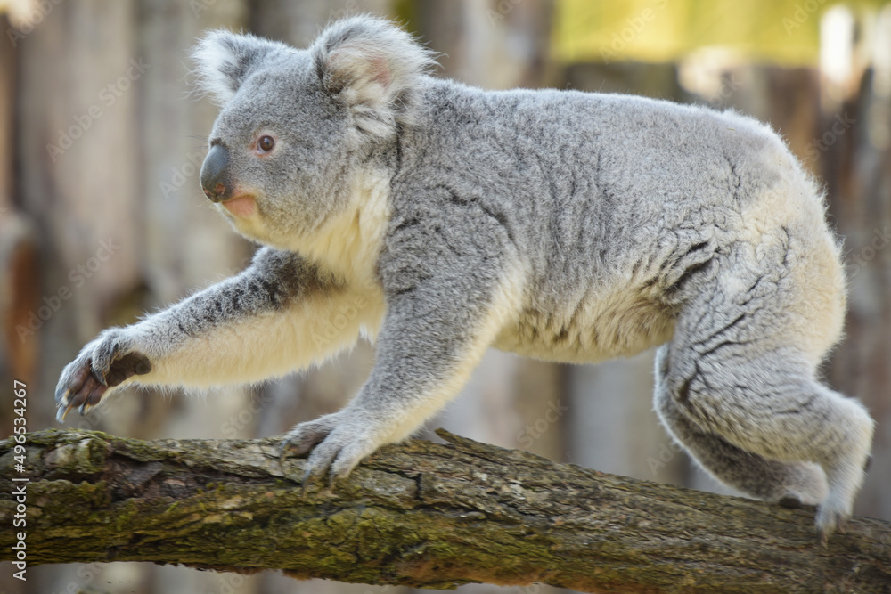 Fototapeta premium view of koala in a park