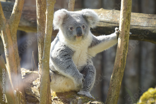 Fototapeta Naklejka Na Ścianę i Meble -  view of koala in a park