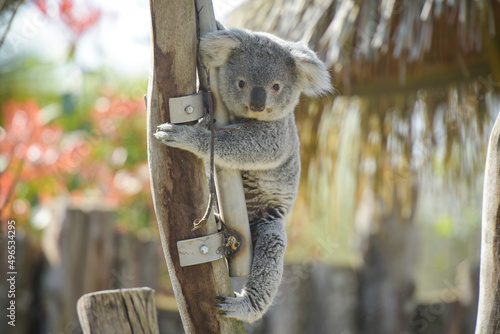 Canvas Print view of koala in a park
