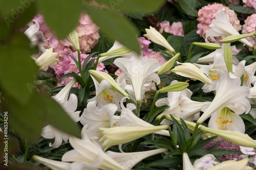 Easter or springtime flower display at the conservatory (lily, hydrangeas)