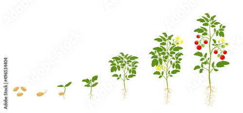 Tomato growth. Stages of growing vegetables from seed to flowering and harvest. photo
