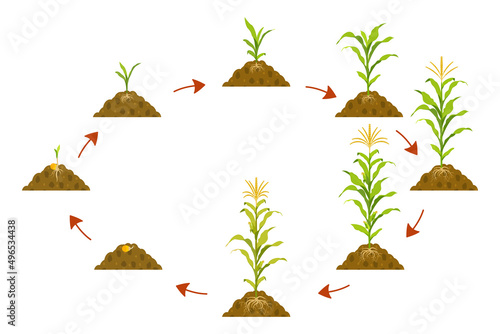 Cycle growth of corn in circle with arrows pointers. Stages of crop growth from seed to harvest.