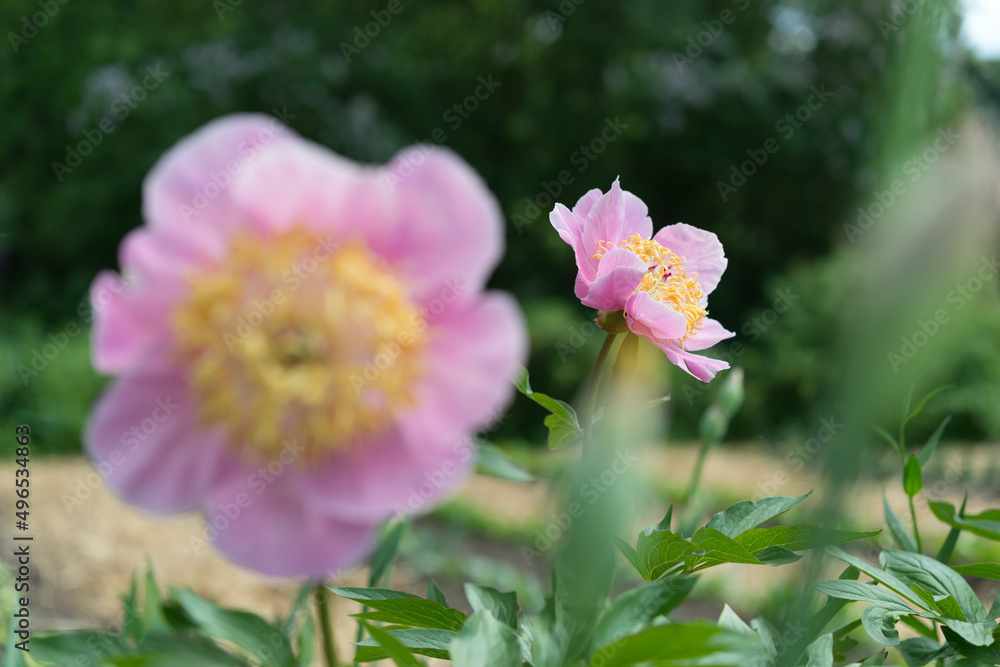 Fototapeta premium pink flowers in the garden