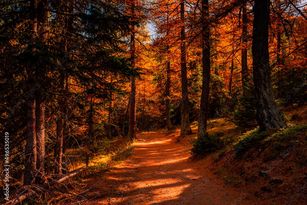 Beautiful trail in  the wood with red leaves trees in the Alps of Italy