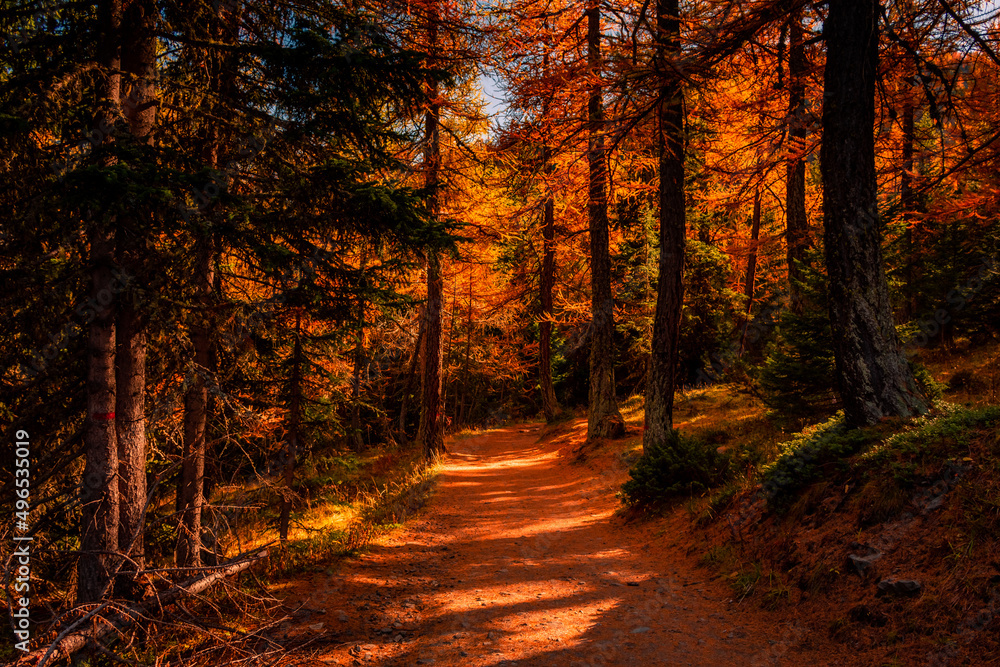 Obraz premium Beautiful trail in the wood with red leaves trees in the Alps of Italy