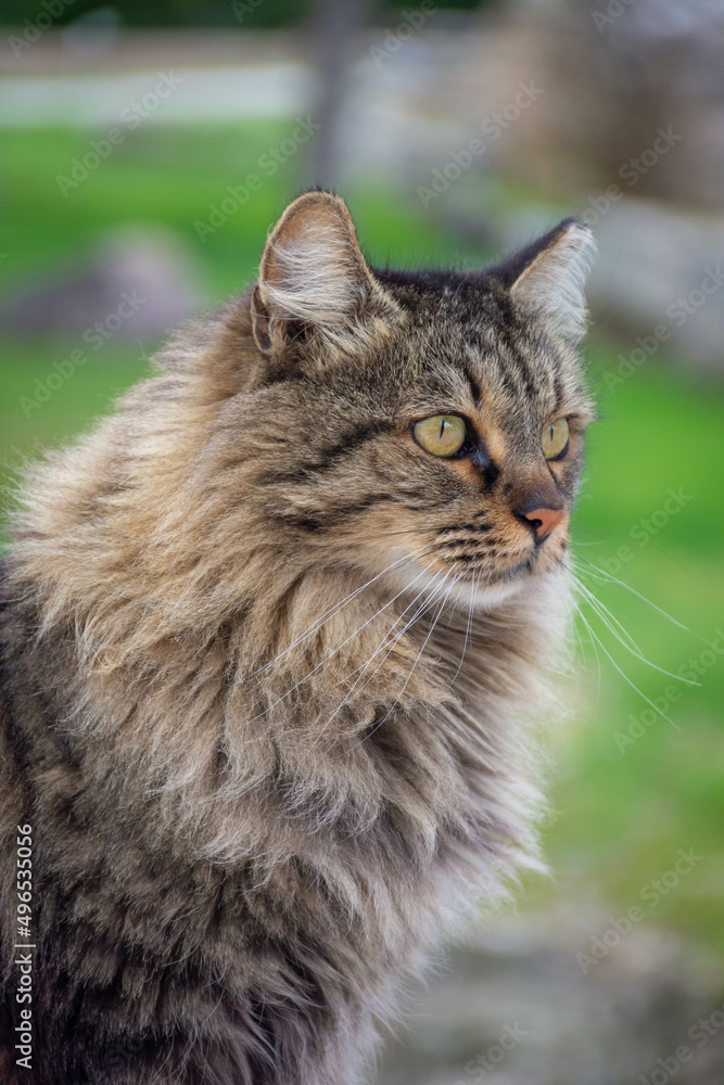 Beautiful wild cat close up in Athens Greece Beautiful wild cat close up in Athens Greece