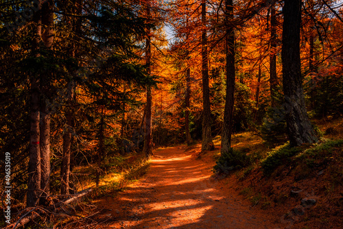 Beautiful trail in the wood with red leaves trees in the Alps of Italy