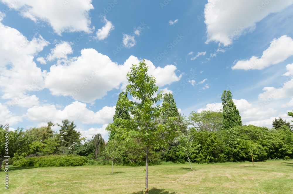 Obraz premium trees in the park