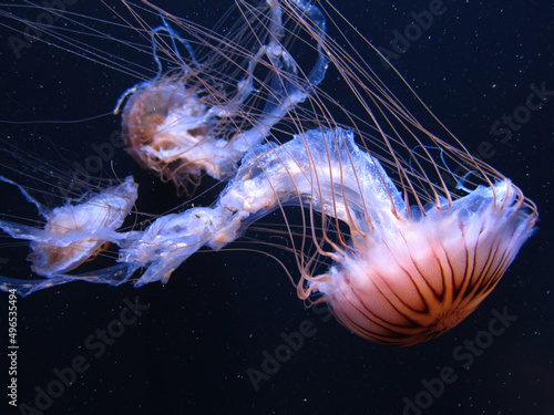 Jelly Fish - Japanese Sea Nettle on dark background