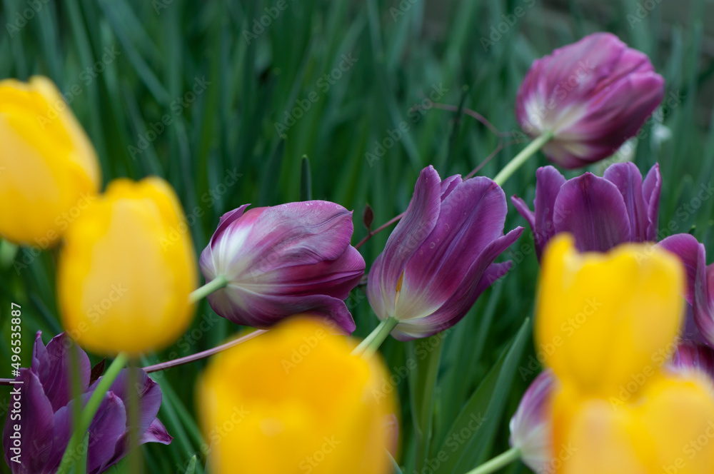 Obraz premium violet and yellow tulips