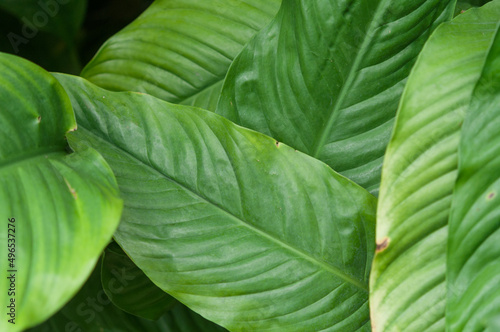 green leaves background