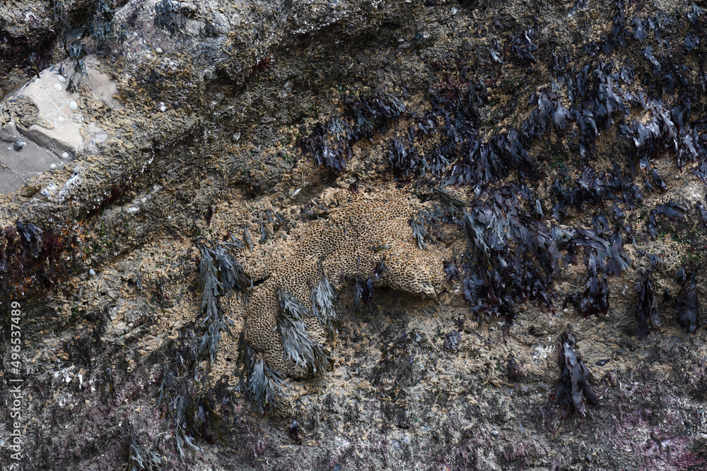 A honeycomb reef worm at Millook Haven Cornwall A honeycomb reef worm at Millook Haven Cornwall