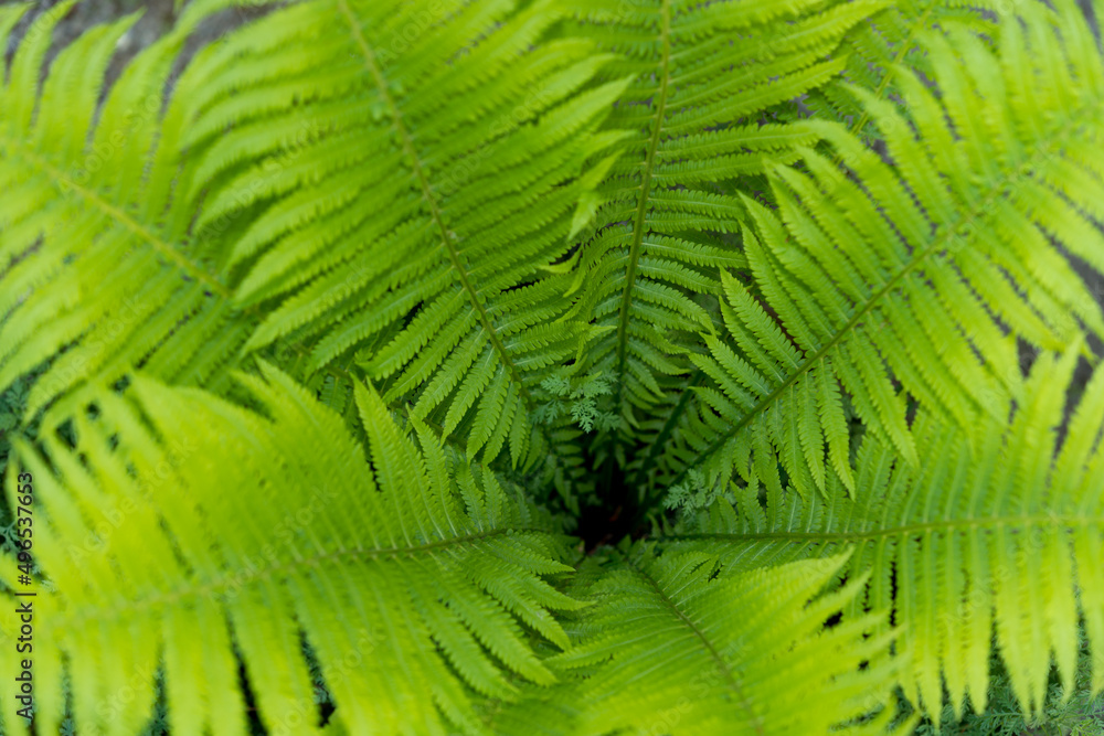 fern leaf background