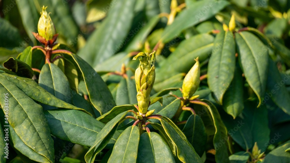 Rhododendron bud about to open Rhododendron bud about to open