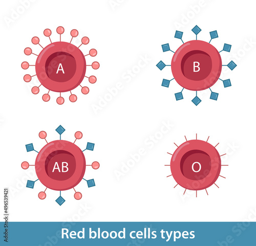 Red blood cells types: A, B, AB, O. Common protein receptor molecule and  the addition of specific carbohydrates to the protein receptors