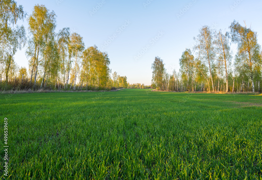 Spring agricultural field sown with grain crops surrounded by trees in the early morning
