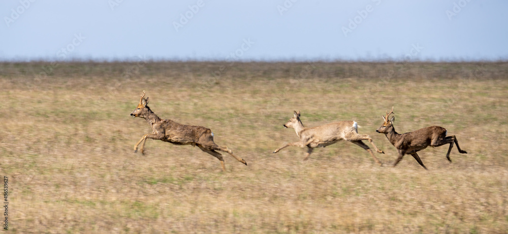 Wild deer are jumping very fast across the field Wild deer are jumping very fast across the field
