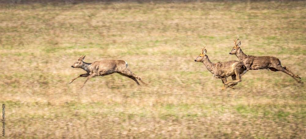 Naklejka premium Wild deer are jumping very fast across the field